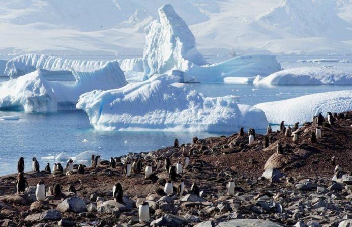 南极跳虫体内发现塑料垃圾，食物链已被污染，人类警钟被敲响