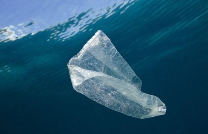 南极跳虫体内发现塑料垃圾，食物链已被污染，人类警钟被敲响