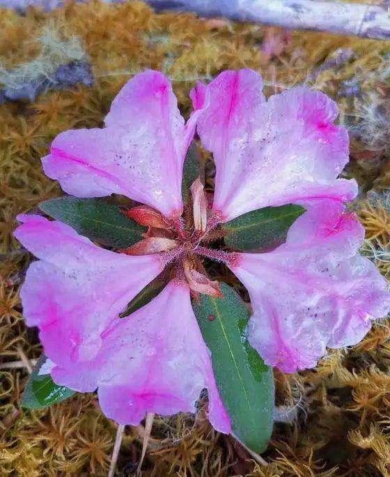 全球最稀有的杜鹃花，目前仅一株，刚在四川省凉山州深山中被发现