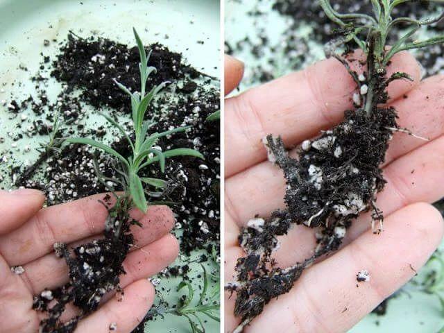 播种培育薰衣草有多难？50粒种子就长一株，还得乖乖用苗种