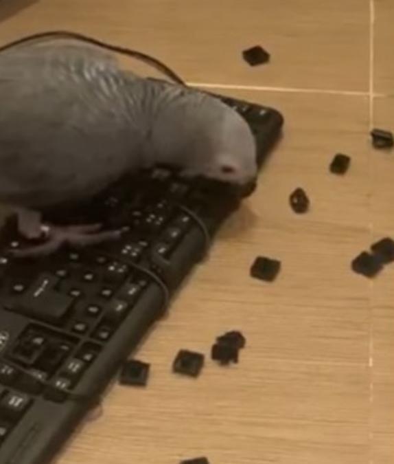 好心把鹦鹉放出来玩，它却狂拆键盘，主人气炸：你是哈士奇吗？