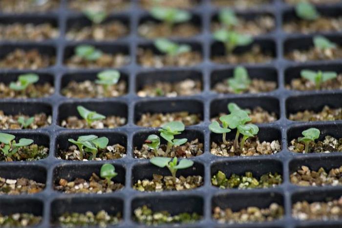 播种培育薰衣草有多难？50粒种子就长一株，还得乖乖用苗种