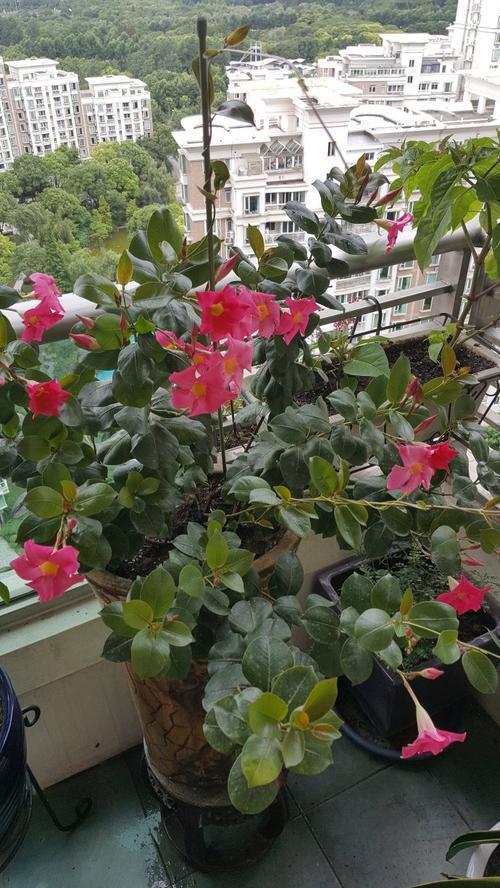 一种热带花叫飘香藤，种在室内也很好活，短时间就能开出满树花