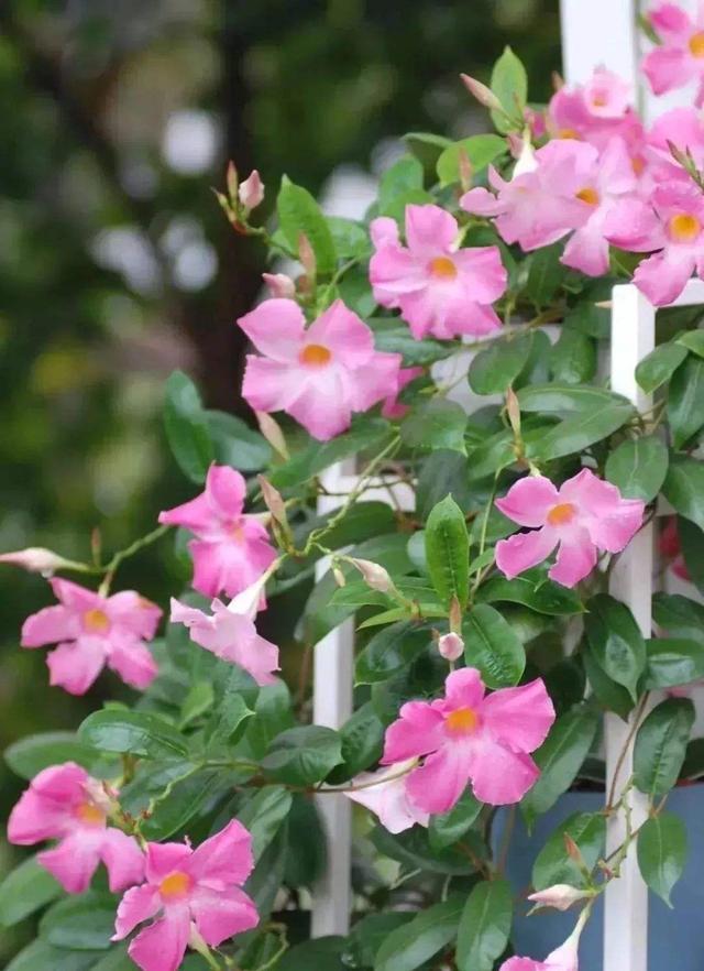 一种热带花叫飘香藤，种在室内也很好活，短时间就能开出满树花