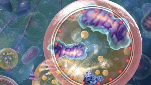 哈佛医学院：新研究揭示营养不足的细胞如何循环利用内部成分
