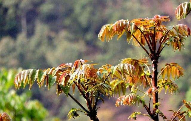 春天必吃的那一口香椿芽，你可得小心着点它的亚硝酸盐