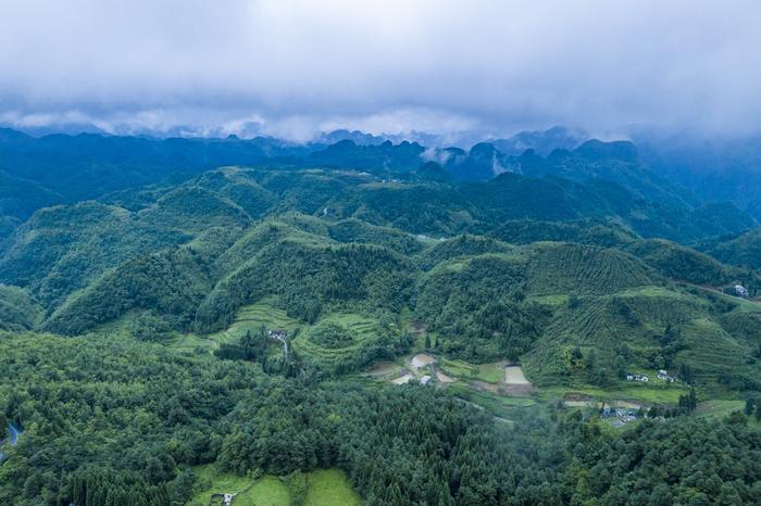 贵州大山有位“煤老板”，耗时11年投资2亿元，荒山变身万亩茶园