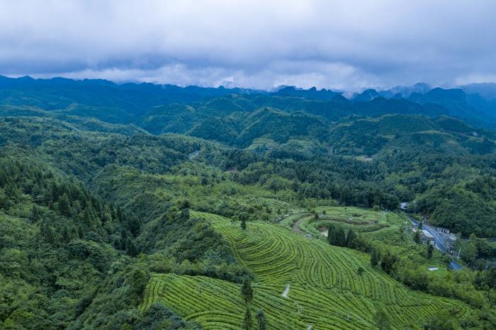 贵州大山有位“煤老板”，耗时11年投资2亿元，荒山变身万亩茶园