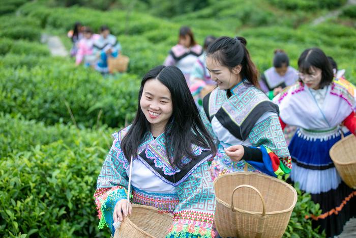 贵州大山有位“煤老板”，耗时11年投资2亿元，荒山变身万亩茶园