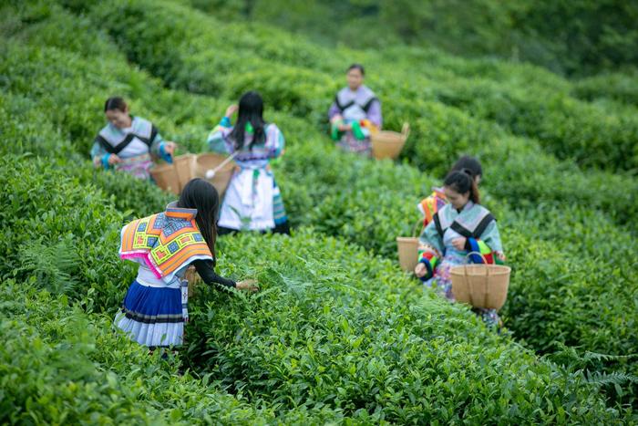 贵州大山有位“煤老板”，耗时11年投资2亿元，荒山变身万亩茶园