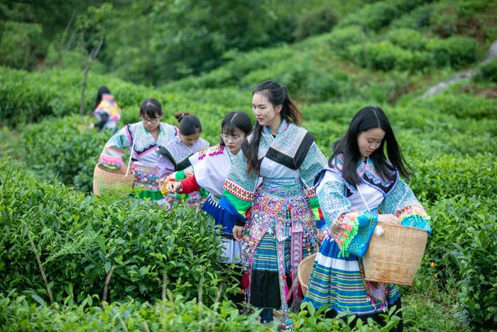 贵州大山有位“煤老板”，耗时11年投资2亿元，荒山变身万亩茶园