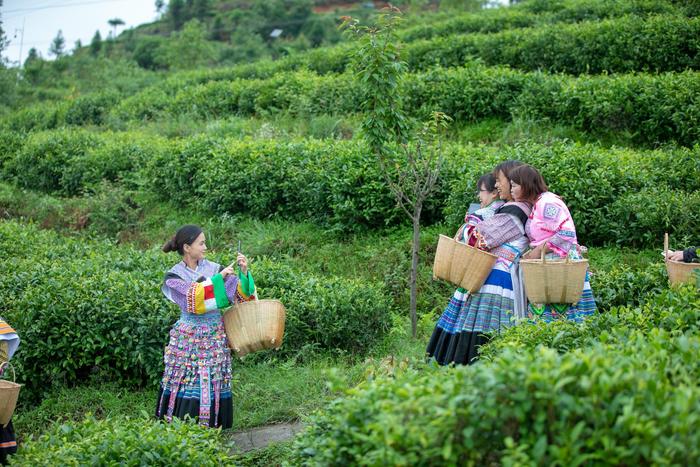 贵州大山有位“煤老板”，耗时11年投资2亿元，荒山变身万亩茶园