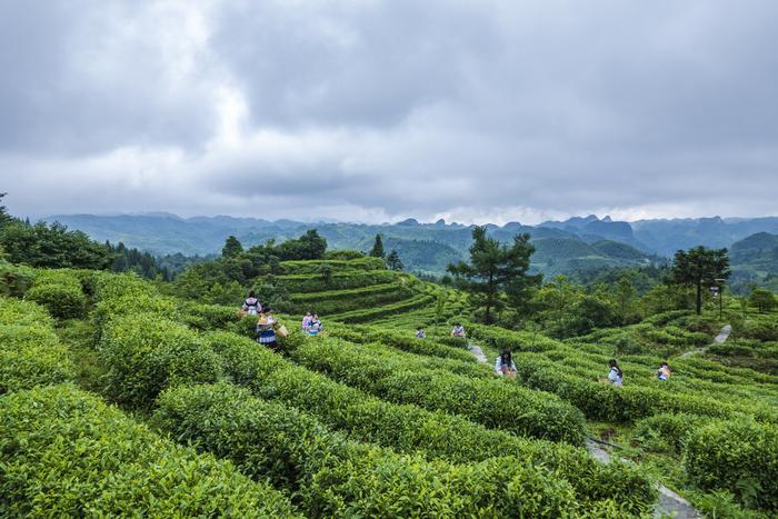 贵州大山有位“煤老板”，耗时11年投资2亿元，荒山变身万亩茶园