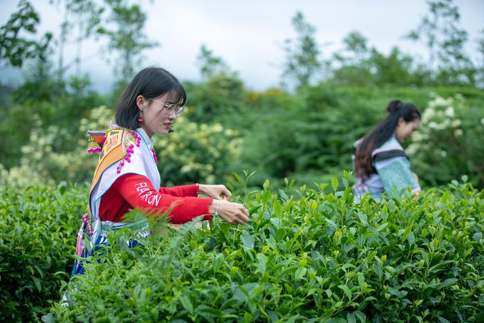 贵州大山有位“煤老板”，耗时11年投资2亿元，荒山变身万亩茶园