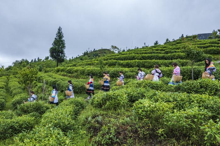 贵州大山有位“煤老板”，耗时11年投资2亿元，荒山变身万亩茶园