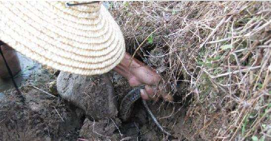 男子将手伸入一个洞穴, 随后拉出一条蛇来