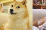 活在人们表情包里的神烦狗doge,本尊现在过得怎么样?