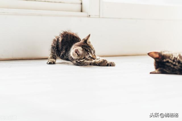 躲不开的猫缘：为什么怕猫的人更受猫的欢迎？关于猫的凝视威胁