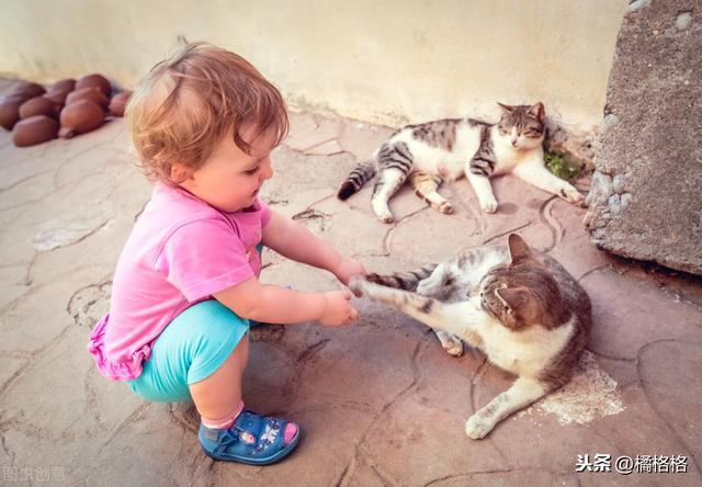 躲不开的猫缘：为什么怕猫的人更受猫的欢迎？关于猫的凝视威胁