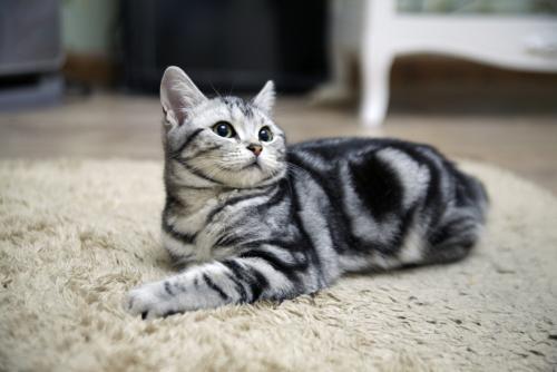 猫咪品种介绍：美短的花色，折耳的外表，属于什么品种