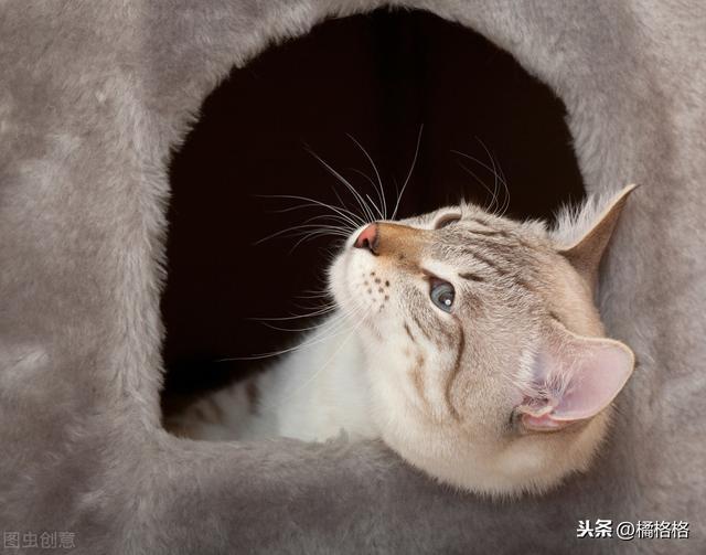 躲不开的猫缘：为什么怕猫的人更受猫的欢迎？关于猫的凝视威胁