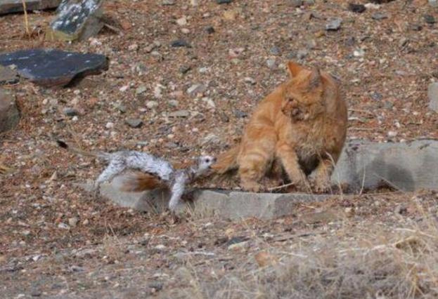 白鼬竟敢袭击流浪猫，错误把猫咪当成野兔后果很严重