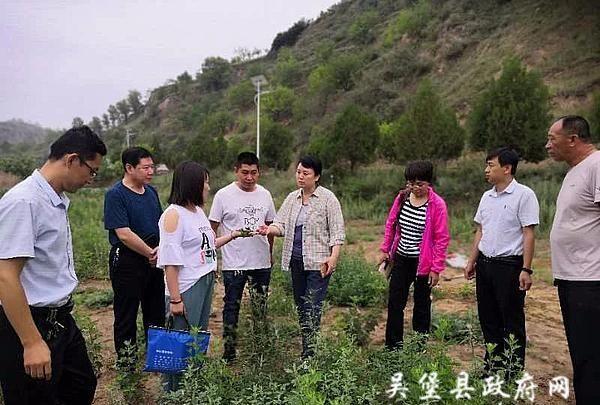 吴堡县邀请西北农林科技大学专家为艾草产业发展“把脉问诊”