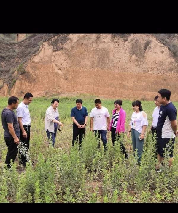 吴堡县邀请西北农林科技大学专家为艾草产业发展“把脉问诊”