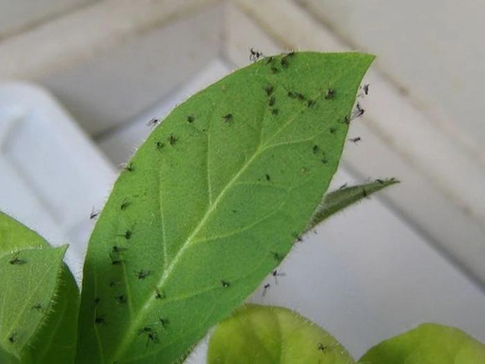 家里盆栽植物上杀不完的小黑飞，哪里冒出来的，有啥好方法清除？