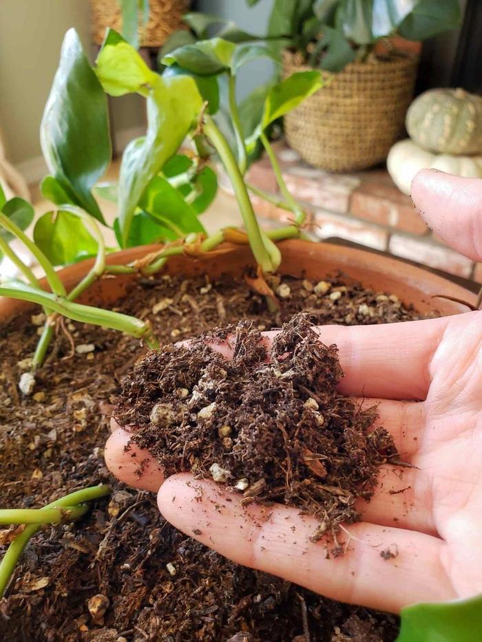 家里盆栽植物上杀不完的小黑飞，哪里冒出来的，有啥好方法清除？