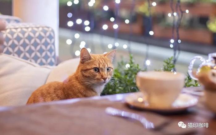 猫印咖啡：猫咪主题咖啡馆代表品牌