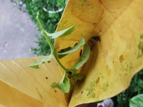 下雨后，花盆里有这东西，赶紧换土！