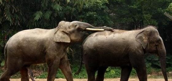 自然界的动物,从来都没人教它,为什么都懂得交配?...