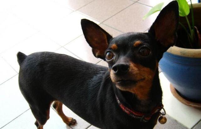 小鹿犬与吉娃娃，在外貌、性格上是有不少差异，区别它们并不难