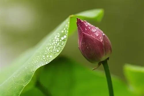 周邦彦：叶上初阳乾宿雨，水面清圆，一一风荷举