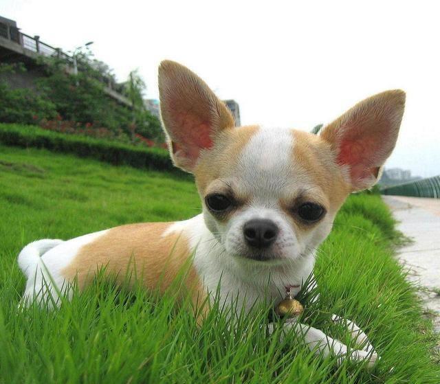 小鹿犬与吉娃娃，在外貌、性格上是有不少差异，区别它们并不难