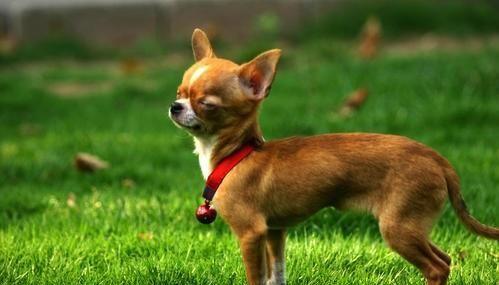小鹿犬与吉娃娃，在外貌、性格上是有不少差异，区别它们并不难