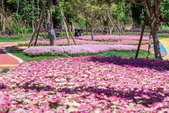 昆明有座“花千谷”公园，开满了蔷薇花海，距市中心半小时车程