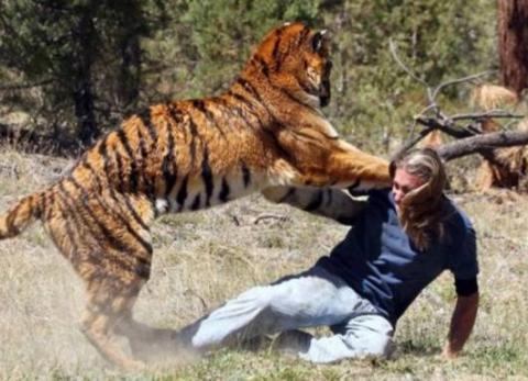 男子与老虎近身搏斗，场面惊险让人尖叫连连，让人替他捏一把汗