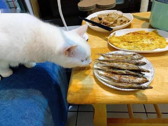 海鲜市场出现一只猫，一顿操作把人看呆了：这熟练度挺高的呀