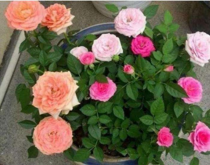家养此款花卉，花大色艳胜玫瑰，长得快开花多，阳台养成小花园
