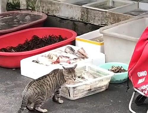 海鲜市场出现一只猫，一顿操作把人看呆了：这熟练度挺高的呀