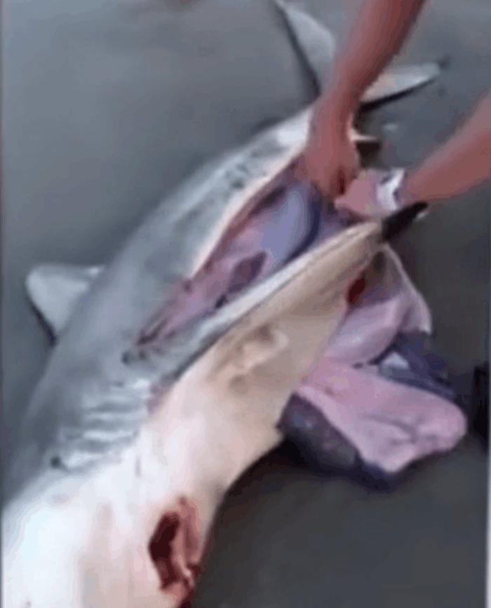 男子海滩发现搁浅的大白鲨肚子有异常, 割开后救出这小家伙