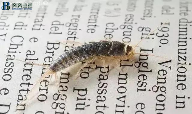 多里安格雷的画像内容 《书虫》系列有多少本