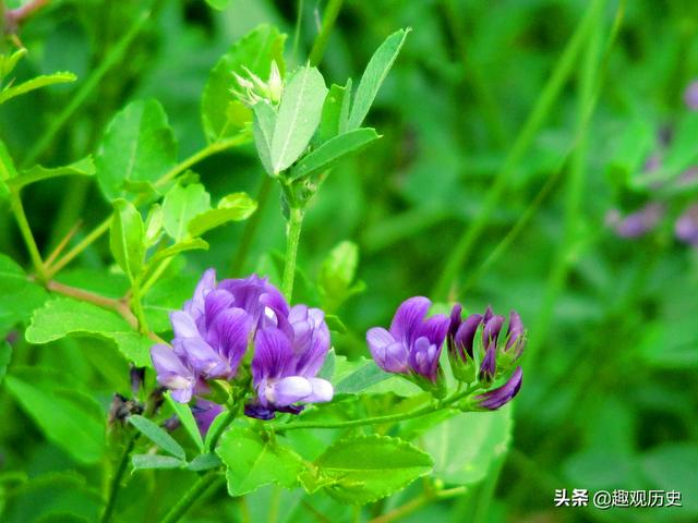 古代“粮草”具体是什么？多以麦粟为主，随地区及朝代有所变化
