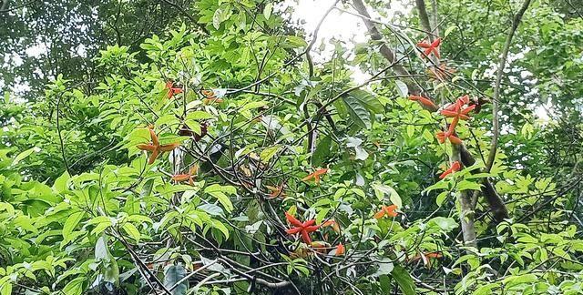 30种南方农村山上的野生水果,有钱也很难买到,你吃过哪几种?