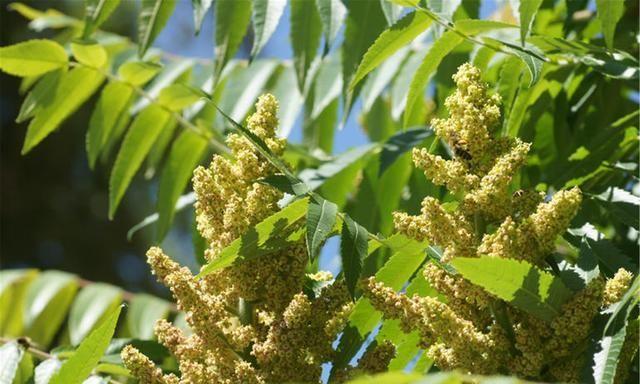 30种南方农村山上的野生水果,有钱也很难买到,你吃过哪几种?