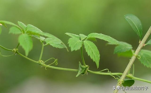 绞股蓝和乌蔹莓的区别，虽然很像，但药用价值是不同的，认识一下