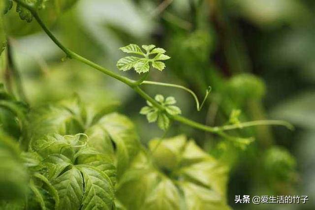绞股蓝和乌蔹莓的区别，虽然很像，但药用价值是不同的，认识一下