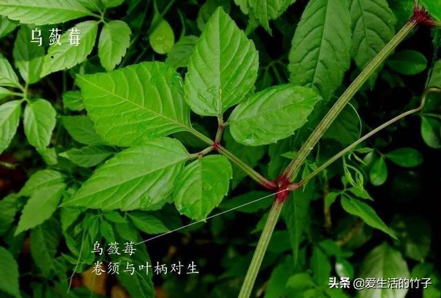 绞股蓝和乌蔹莓的区别，虽然很像，但药用价值是不同的，认识一下